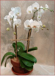3 Spray Phalaenopsis Orchid Plants