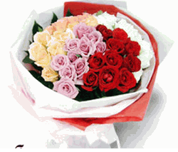 Mixed roses