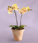 4.5" Yellow Orchid Plant