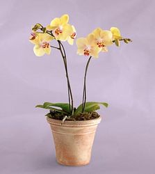 4.5" Yellow Orchid Plant