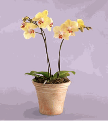 4.5" Yellow Orchid Plant
