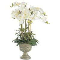 4 phalaenopsis orchids in urn