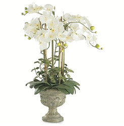4 phalaenopsis orchids in urn