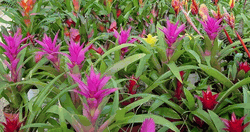 4in Bromeliad