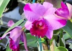 4in Cattleya orchids