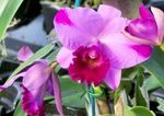 4in Cattleya orchids