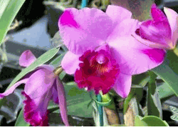4in Cattleya orchids