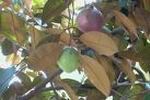 (5 Five)Star Apple (vu sua) 