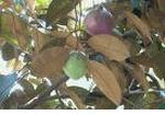(5 Five)Star Apple (vu sua) 