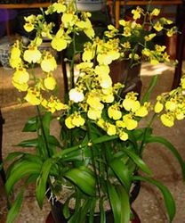 5 Orchids Plants Oncidium Orchid