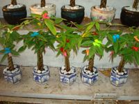 5 pots luky tree