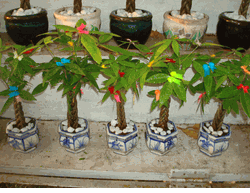 5 pots luky tree