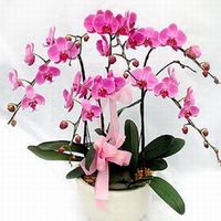 5 Purple Orchids Plants