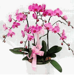5 Purple Orchids Plants
