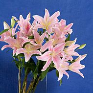 5 Stems lily