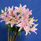 5 Stems lily