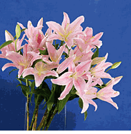 5 Stems lily