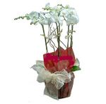 5 stems of Phalaenopsis 