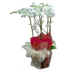 5 stems of Phalaenopsis 