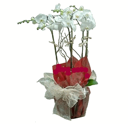 5 stems of Phalaenopsis 