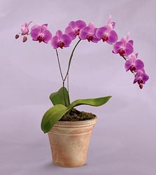 6"Lavender Orchid Plant