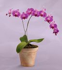 6"Lavender Orchid Plant