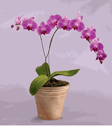 6"Lavender Orchid Plant
