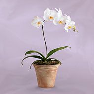 6" White Orchid Plant