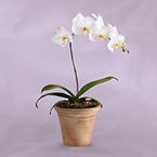 6" White Orchid Plant