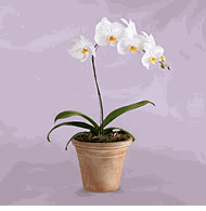 6" White Orchid Plant