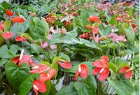 6in Anthurium - Giant Blooms