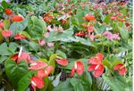 6in Anthurium - Giant Blooms