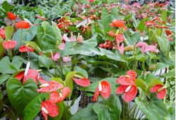 6in Anthurium - Giant Blooms