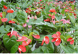 6in Anthurium - Giant Blooms