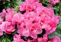 6in Azalea
