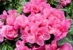 6in Azalea