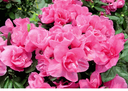 6in Azalea