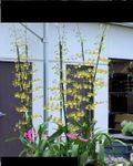 6in Oncidium Hybrid