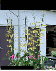 6in Oncidium Hybrid