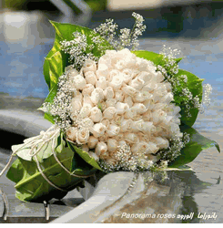 White Rose 