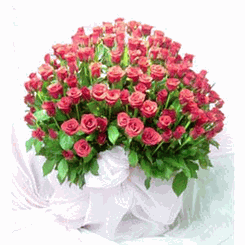 99 rose pink special