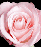 99  Roses  Special
