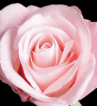 99  Roses  Special