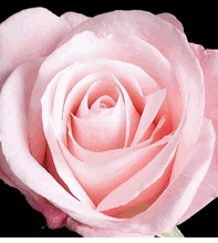 99  Roses  Special