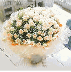  99 Roses White