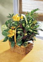 A Bit Of Sunshine Basket
