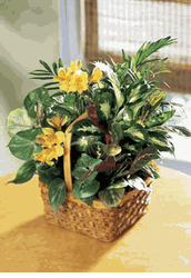 A Bit Of Sunshine Basket