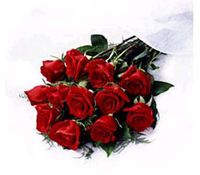  a dozen beautiful roses