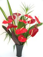 A dozen bright red anthuriums
