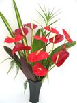 A dozen bright red anthuriums